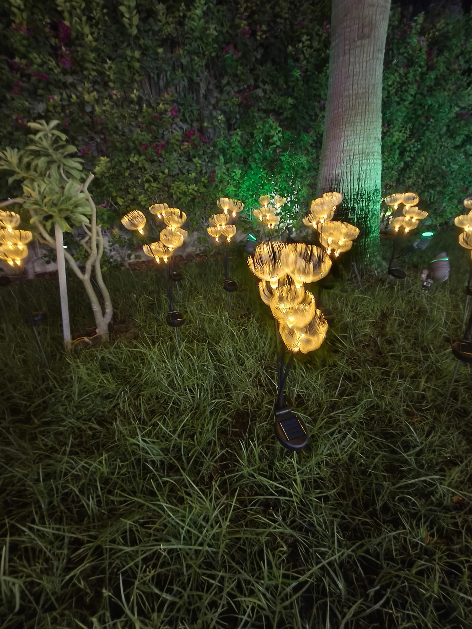 6 Heads Jellyfish