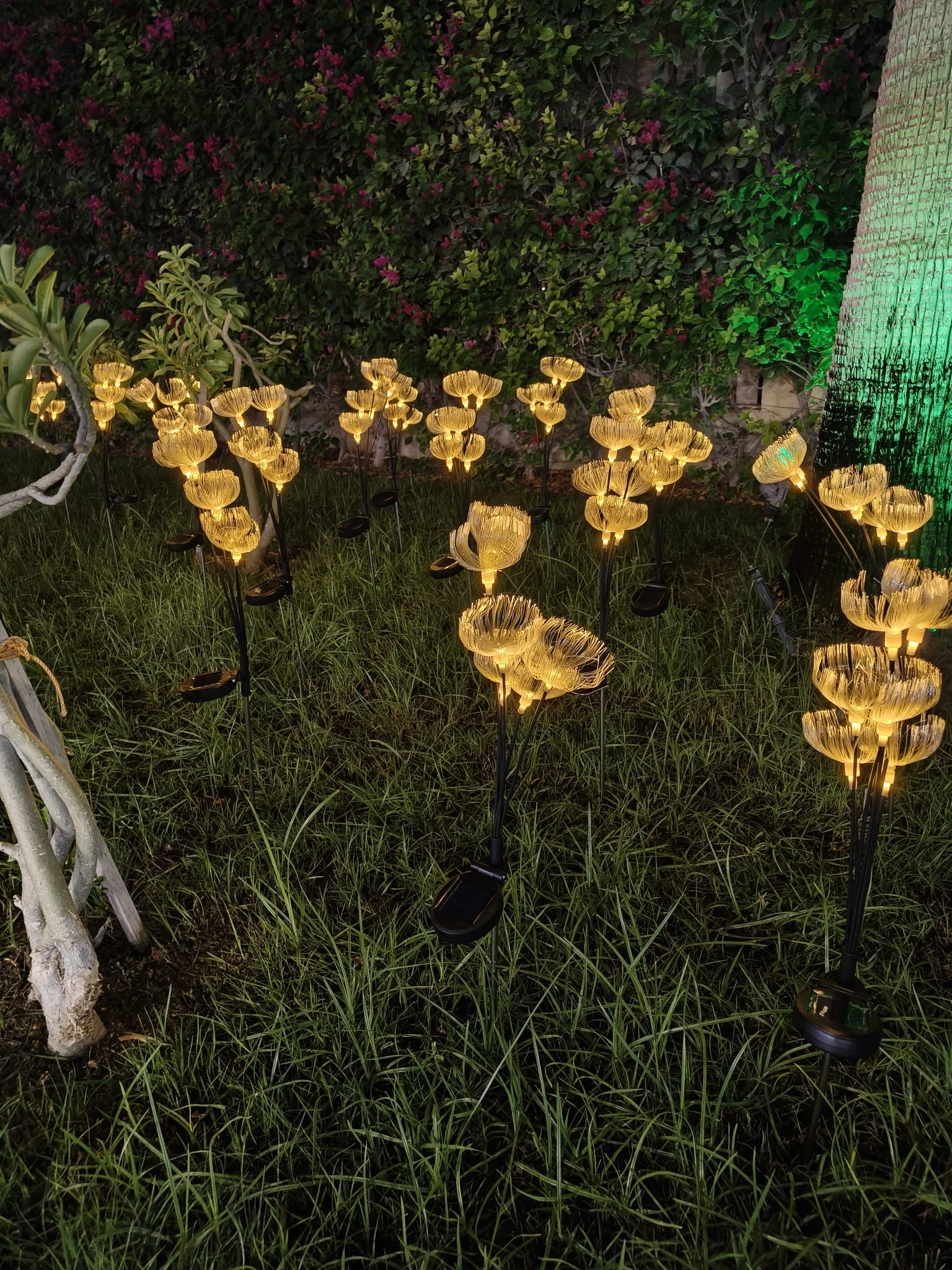 6 Heads Jellyfish